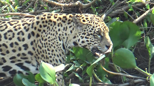 泛坦纳尔州美洲豹6秒视频