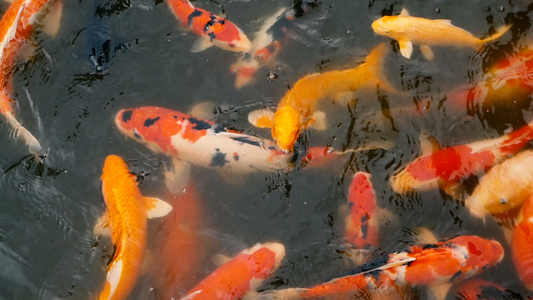 在传统的花园池塘中游泳的多彩的科伊鱼视频