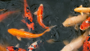 花园池塘中鲤鱼锦鲤29秒视频