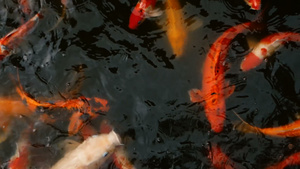 池塘中游泳的日本科伊鱼17秒视频