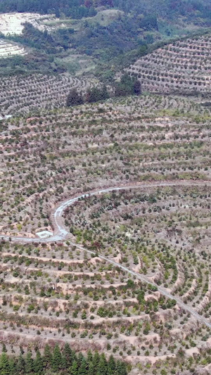 航拍水果种植基地25秒视频