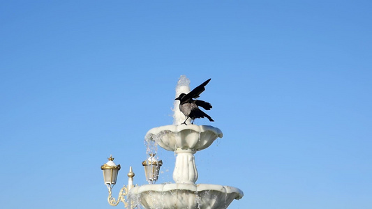 慢动作可爱的乌鸦飞到喷泉中沐浴视频