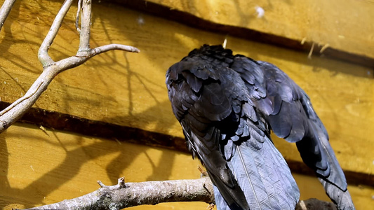 一只大黑乌鸦坐在树枝上清洗羽毛视频