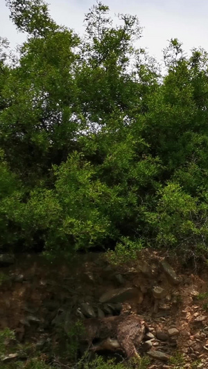 野外生活在悬崖峭壁上的岩羊吃草嬉戏和角力视频素材50秒视频