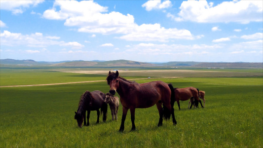 4k拍摄内蒙古美丽的千里草原上悠闲的马匹视频