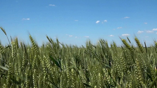 微风下的小麦视频