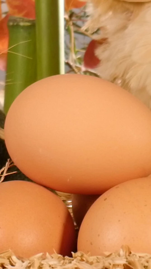 散养土鸡蛋生态养殖鸡31秒视频
