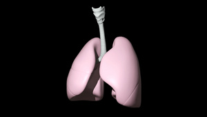 4K透明通道三维肺部展示素材30秒视频