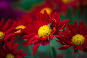 红色菊花上采蜜的蜜蜂4k视频36秒视频