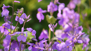 春天花季紫色牵牛花4k素材57秒视频