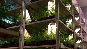多层温室食物架子上生长的花卉和植物苗9秒视频