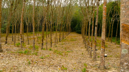 从橡胶树中提取天然乳胶的植树造林视频