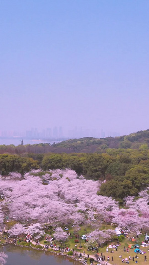 近距离航拍武汉东湖樱花园日式五重塔素材樱花季67秒视频