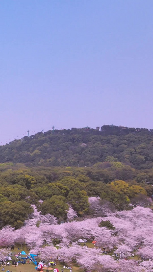 近距离航拍武汉东湖樱花园日式五重塔素材盛开的樱花67秒视频
