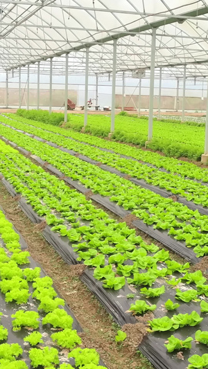蔬菜大棚场景农作物16秒视频