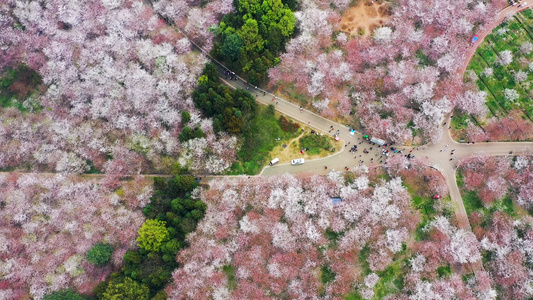 贵州平坝万亩樱花农场[万株]视频