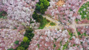 贵州平坝万亩樱花农场47秒视频