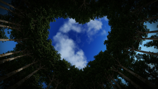 仰望在树木的心脏中, 日夜折叠,4k视频