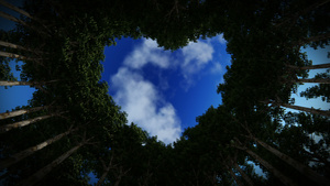 仰望在树木的心脏中日夜折叠30秒视频