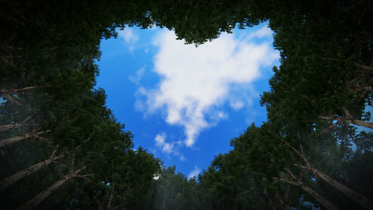 仰望在树木的心脏, 时间流云,无缝循环,4k视频