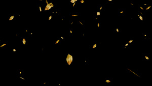 唯美树叶飘落带通道视频50秒视频