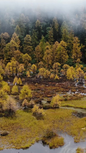秋天金黄色的松树林航拍视频落叶松62秒视频