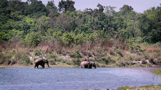 在巴迪亚国家公园大象视频