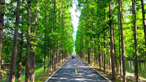 4K航拍初夏风景水杉树林森林公路26秒视频