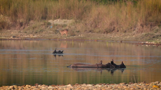 巴迪亚国家公园内最大的一角独角犀牛视频
