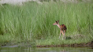 在巴迪亚国家公园发现鹿26秒视频