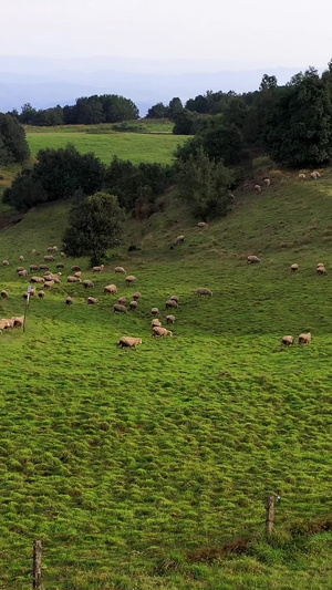 跟拍昆明寻甸牧场绵羊群网红打卡地61秒视频