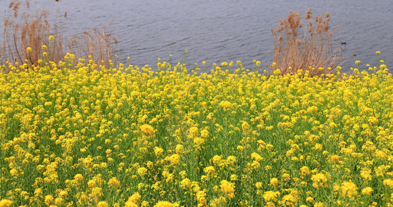 油菜花视频