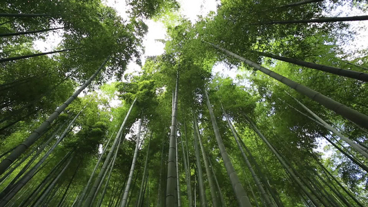 实拍竹林竹子竹山视频