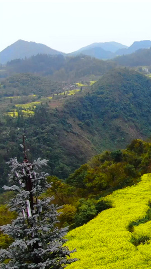 航拍云南罗平山谷中的油菜花田视频旅游景区79秒视频