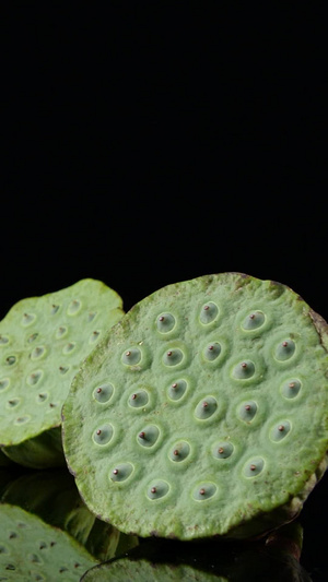 莲蓬莲子高清莲蓬19秒视频