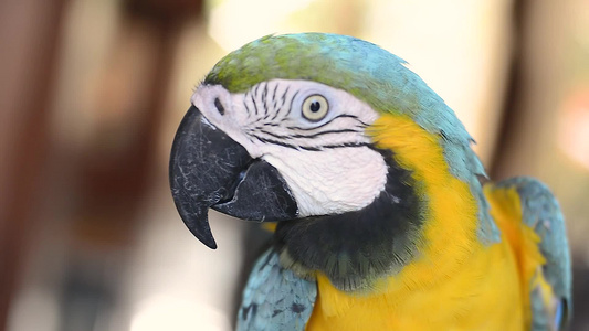 来自墨西哥的多彩色鹦鹉视频