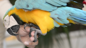 来自墨西哥的彩色鹦鹉10秒视频