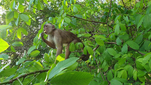 在亚马孙森林里 白面的黑猩猩15秒视频