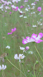 实拍格桑花盛开素材视频