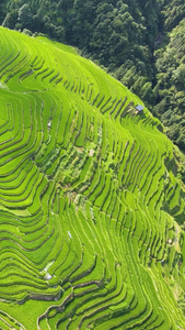 贵州加榜梯田航拍农业发展视频