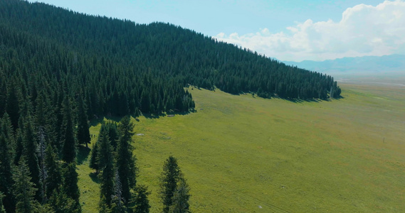 新疆森林大自然风光生态视频