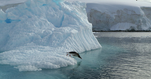 南极洲巴布亚企鹅潜入水中8秒视频