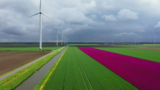 荷兰泽沃尔德灯泡领域的风力涡轮机视频