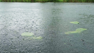 荷兰大雨中的运河22秒视频