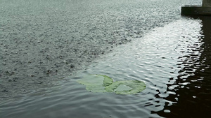 荷兰运河在雨中的景观22秒视频