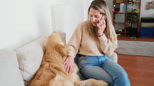 意大利米兰女人在电话里聊天抚摸着刷着金毛的猎犬7秒视频