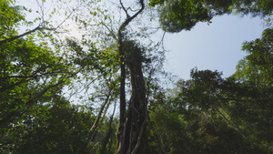 4k千年古树热带雨林植物绞杀实拍9秒视频