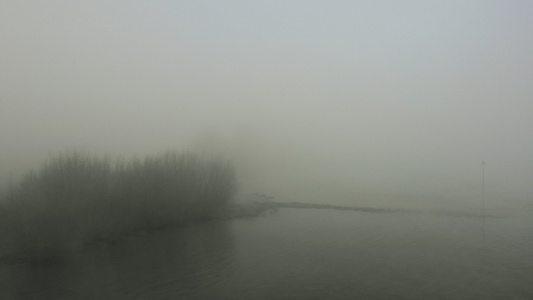 河流和被雾覆盖的光秃秃的树木视频