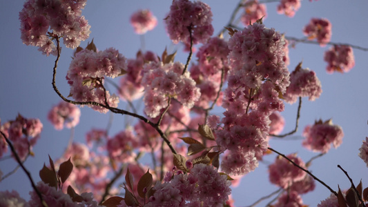 日本京都的樱花视频