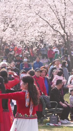 城市春天花季樱花树下跳蒙古舞的人群素材【该视频无肖像权，请勿商用】春天素材15秒视频